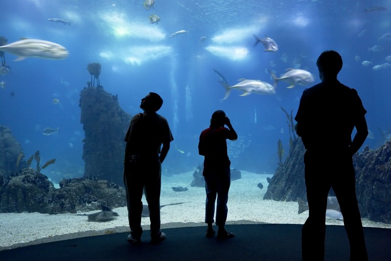 Lisbon Oceanarium